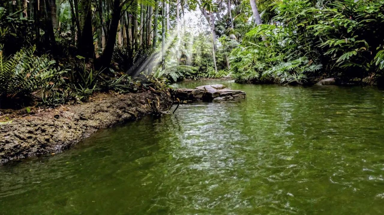 Healing River in the Pines смотреть онлайн