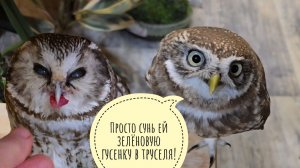 Маленькие совы Лучик и Чучундрий вынуждены слушать про странную интернетную тётку. У меня сталкер