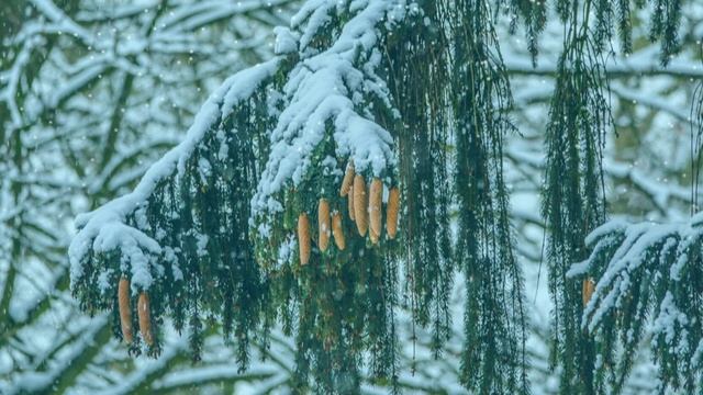 Футаж. Зимний пейзаж 151 смотреть онлайн