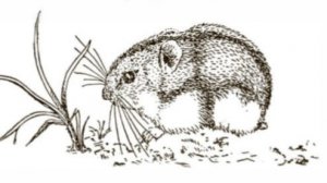 Секция «Систематика, филогения и видообразование у млекопитающих» Аудитория 3