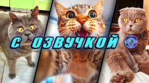 🔥 Приколы с котами! - С ОЗВУЧКОЙ! СМЕШНЫЕ КОТЫ! Самые смешные животные! Попробуй не засмеяться!