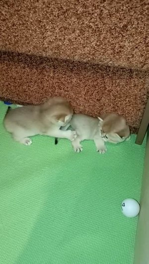 Маленькие котята ходят в лоток