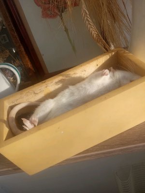 Фрося умерлаааааа😭😭😭😭😭😭😭😭😭😭😭😭😭😭😭😭😭😭😭😭😭😭😭😭😭😭😭😭😭😭😭😭😭😭😭😭