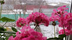 И опять снежок