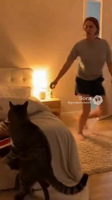 кот на велосипеде смотреть онлайн