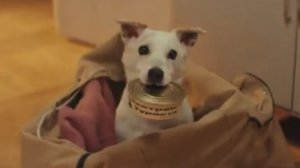 Моя собака — космонавт _ Тизер-трейлер _ В кино