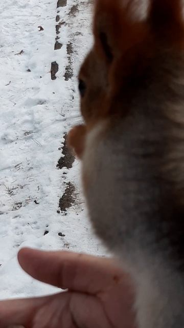 Мои любимые белочки