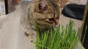 Кошки любят свежую траву