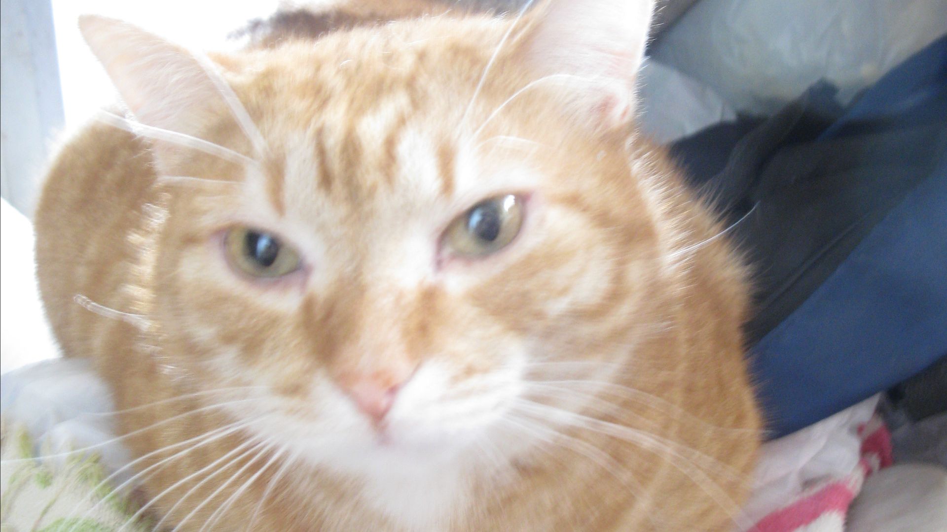 КОТ РЫЖИК! Кошки, коты. Зелень для кошек. Овес. Домашний кот. Домашние кошки. Рыжие кошки. Кот смотреть онлайн