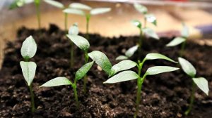 Семена перца проращиваю только так! Семена перца входят очень быстро при таком способе проращивания