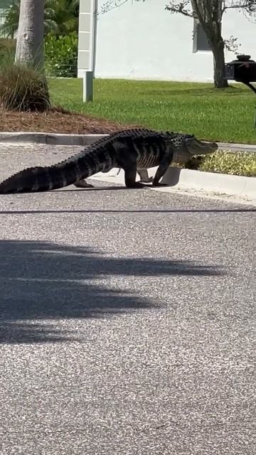 Бродячие коты во Флориде смотреть онлайн