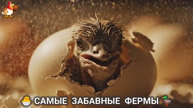 Веселые фермы и выращивание птиц, животных и растений (18) смотреть онлайн