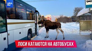 Лоси захватили Подмосковье