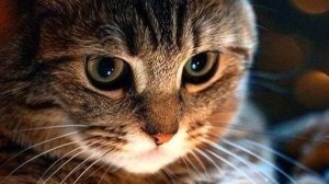 Жадный  Тимофей