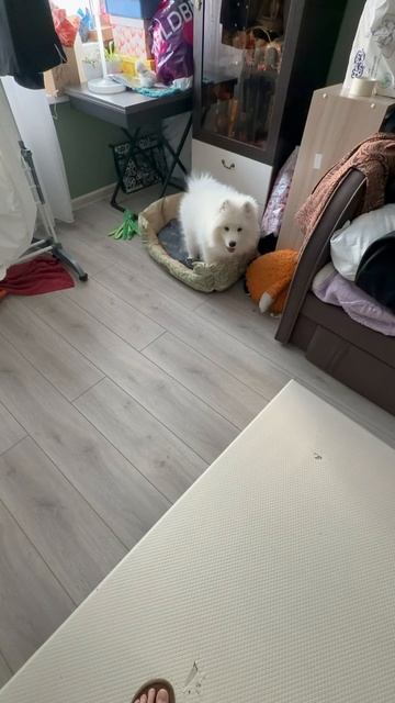 Самоедская лайка 3 месяца.