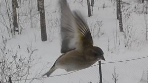 Прилетел новый дивный зверь!