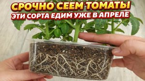 Срочно сейте томаты вот так! Рассада всегда крепкая, здоровая и даст больше урожая!