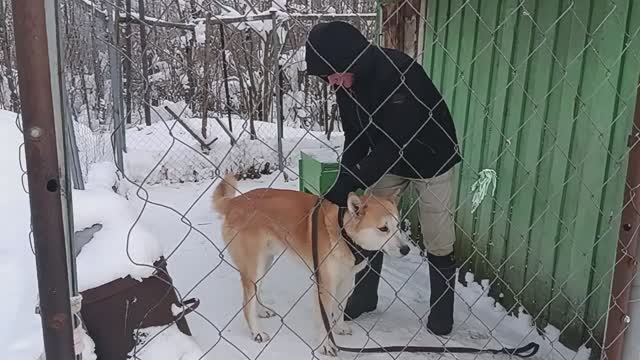 БЕЖАЛИ ДВА ЛОСЯ И ОДИН ТОЛСТЯК ‼️ ЕЛЕ РАЗОШЛИСЬ С ГОНЧЕЙ смотреть онлайн