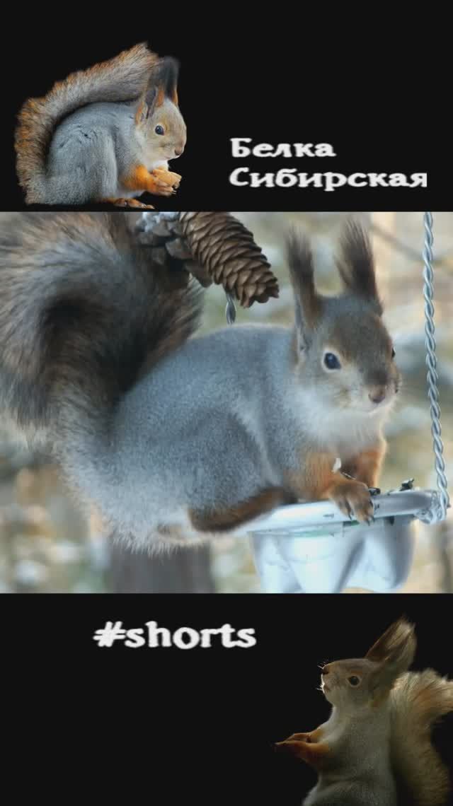 Белка ест на кормушке-качельке