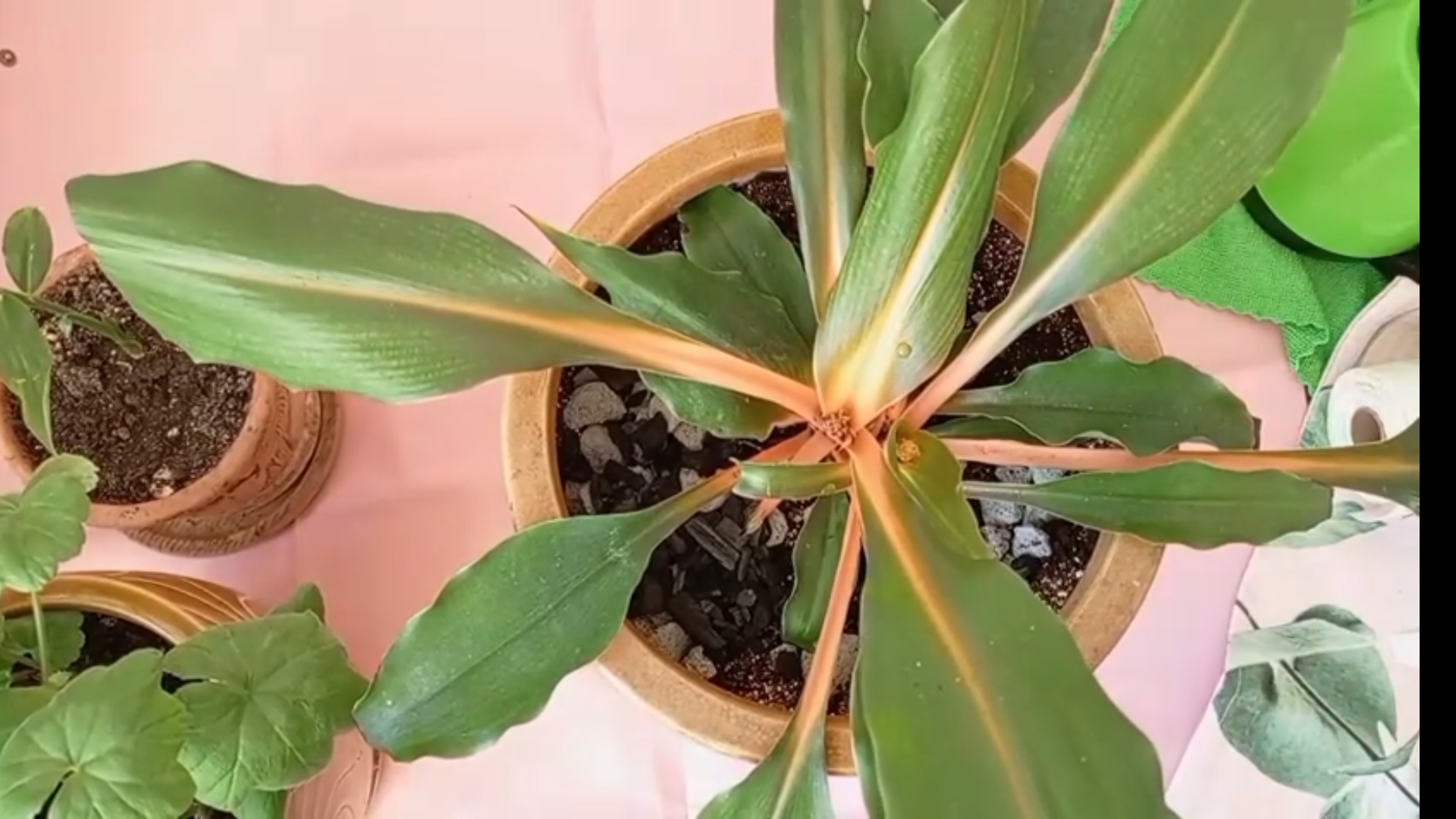 Сериал "Цветочный рай" . Серия 2. Операция спасения. смотреть онлайн