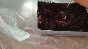 Дома/ пеку пиццу/окучиваю петунию/
Делаем уроки