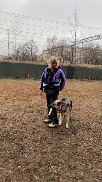 ВЕО Валентлайф Шерритэ Шанз Элизэ - 17 мес. - ЗКС, выборка, КЦ Сокольники №1