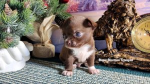 #Цены ОТ 80 тр #чихуахуа_МИНИ_и_МИКРО +79215950848 #купить_щенка_чихуахуа_продаю #чихуахуа_вес_мини