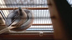 Австралийская бриллиантовая горлица