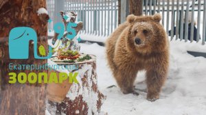 Вольеры бурых медведей: перезагрузка