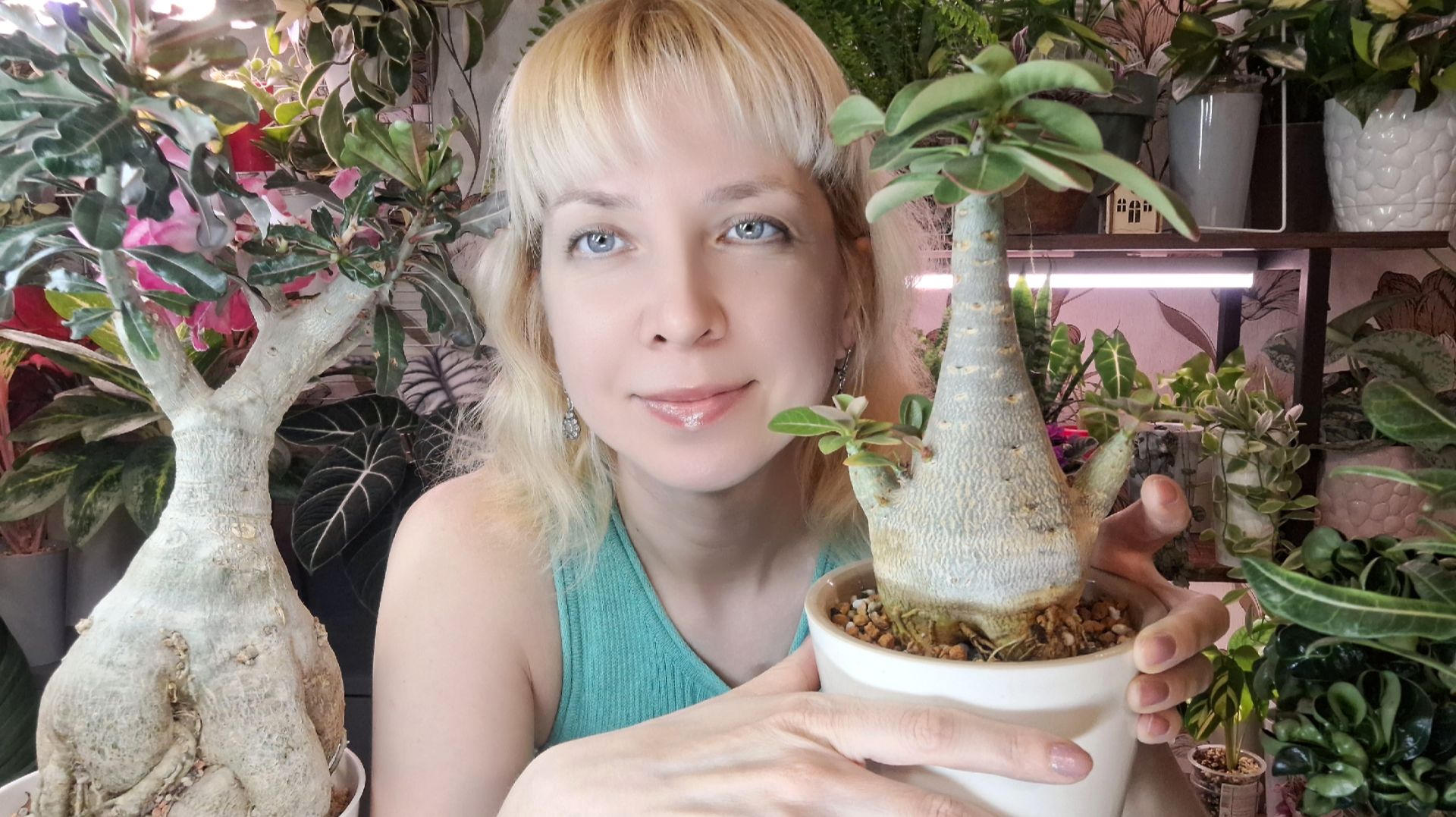 Как вырастить красивый адениум смотреть онлайн