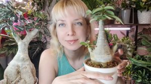 Как вырастить красивый адениум