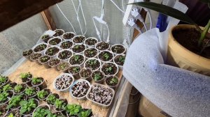 ЛОБЕЛИЯ.ПОСЕВ СЕМЯН ЛОБЕЛИИ НА РАССАДУ.ОБЗОР СТЕЛЛАЖЕЙ С РАССАДОЙ.