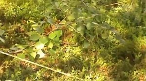 Рыбалка в тундре .