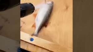 Вот так следует чистить рыбу.