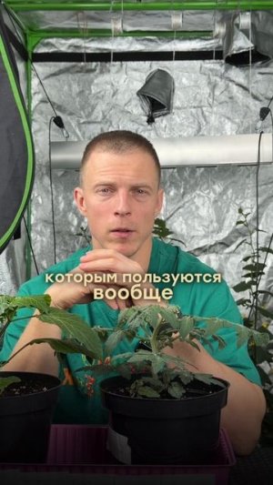 КОГДА СЕЯТЬ ТОМАТЫ НА РАССАДУ