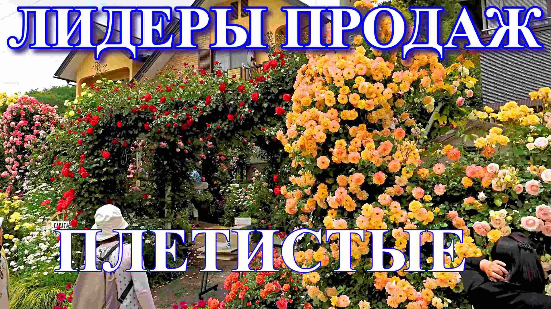 ЛИДЕРЫ ПРОДАЖ 5 СОРТОВ РОЗ ГРУППЫ ПЛЕТИСТЫЕ 2025 ГОДА