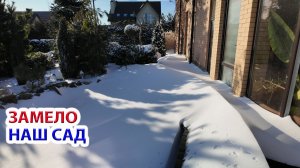 Замело наш сад в Ростове снегом. Снегопад 02.02.26