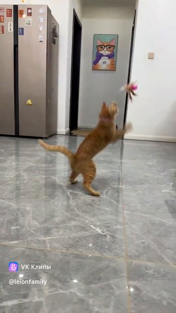 Развлекалка для кота смотреть онлайн