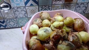 Утренняя находка, морозы, животные