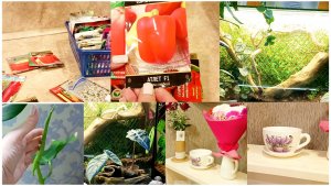 Что буду сеять в феврале?. Кашпо- чашка. Растения чувствуют, что скоро весна!