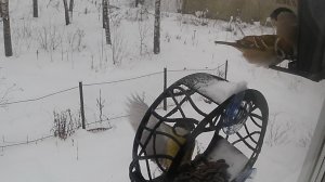 Значит, собрались как-то Синица, миссис Снегирь и Товарищ Воробей, капитан Товарищ Воробей.