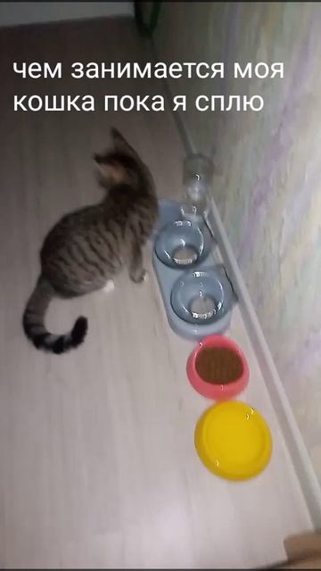 чем занимается моя кошка пока я сплю