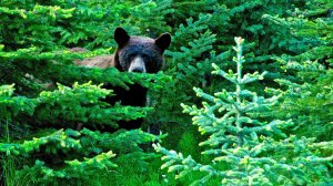 Таежная  интересная история