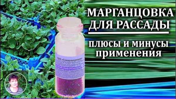 Марганцовка для рассады Польза и вред Марганец от черной ножки рассады