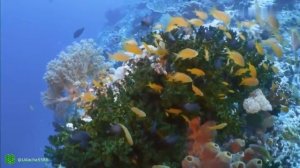 Дикая природа Океана 1 и  2 части. Подводный мир