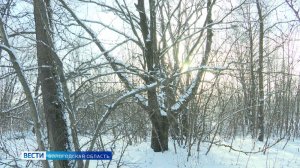 Показатели охоты на волков за январь выросли в Вологодской области