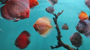 Дискусы. Аквариумные рыбки. Красивые тропические рыбки. Рыбы. Рыбки. Океанариум РИО