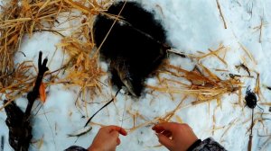 Налим на живца зимой. 2 сезон. 3 серия. (Взял трофейную щуку на зимний перемет на малой реке)