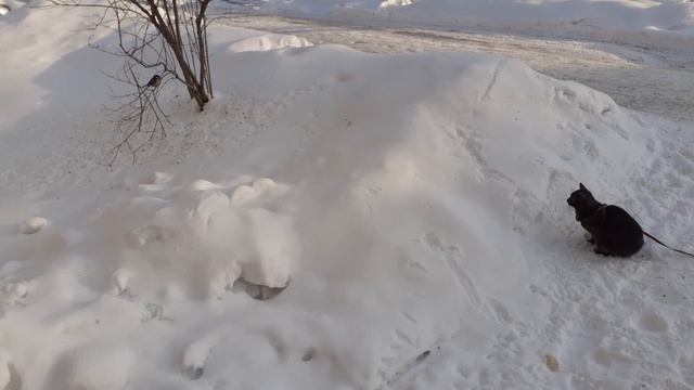 Тишка вышел погулять.