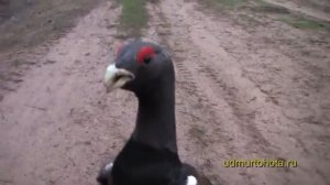 глухарь дерзкий